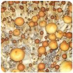 Псилоцибиновые (галлюциногенные)  грибы Psilocybin "Golden Teacher" в Сурске