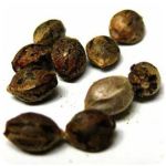 Семена марихуаны АК-47  (Seeds AK-47) в Сурске